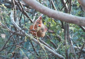 Cardinal 152 W wm.jpg